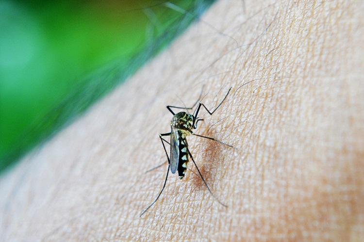 mosquito_dengue_pixabay750x500