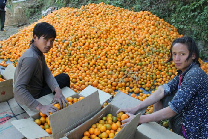 Myagdi orange trade