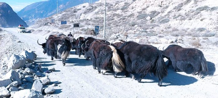 SushilThakali_Mustang_RSS_25_IMG_20241110_090657