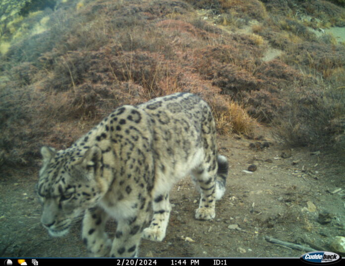 Snow leopard survey mustang (1)